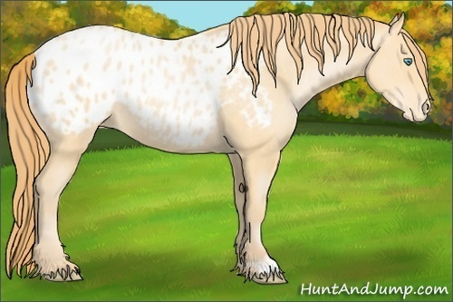 Horse Color:Buckskin Pearl Appaloosa 