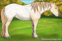 Horse Color:Buckskin Pearl Appaloosa 