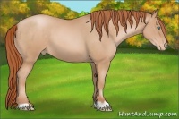 Horse Color:Buckskin Pearl Appaloosa 