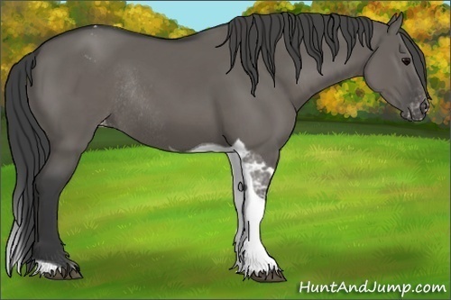 Horse Color:Grullo Tobiano Appaloosa Rabicano 