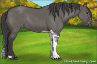 Horse Color:Grullo Tobiano Appaloosa Rabicano