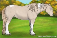 Horse Color:Smoky Creme Tobiano Appaloosa Rabicano 