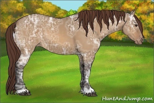 Horse Color:Buckskin Ice Dun Appaloosa 