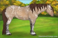 Horse Color:Buckskin Ice Dun Appaloosa 