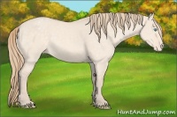 Horse Color:Perlino Dun Appaloosa