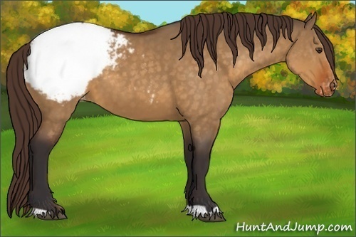 Horse Color:Buckskin Dun Appaloosa 