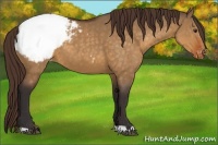 Horse Color:Buckskin Dun Appaloosa