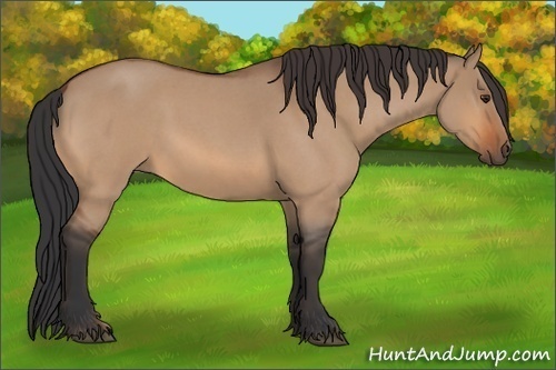 Horse Color:Bay Roan Dun