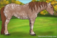 Horse Color:Chestnut Ice