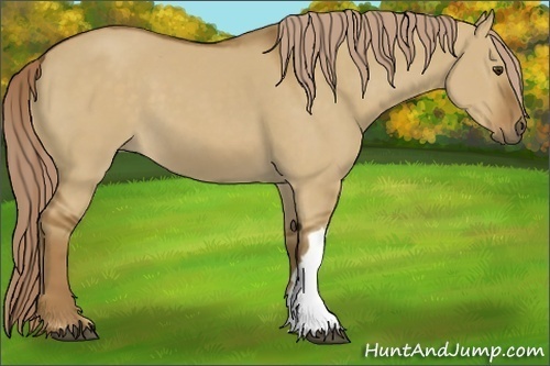 Horse Color:Chocolate Palomino Dun
