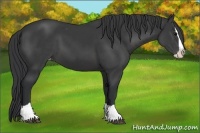 Horse Color:Black Splash Appaloosa 