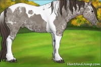 Horse Color:Smoky Grullo Ice Tobiano Appaloosa 