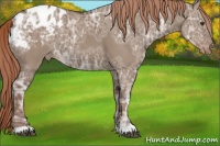 Horse Color:Liver Red Dun Ice Appaloosa