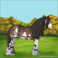 Horse Color:Brown Splash Appaloosa 