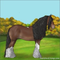 Horse Color:Bay Tobiano Appaloosa 