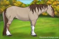 Horse Color:Liver Red Dun Tobiano 