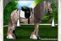 Horse Color:White Spotted Classic Champagne Appaloosa Rabicano 