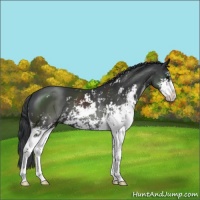 Horse Color:Black Sabino 