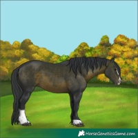 Horse Color:Brown Sabino