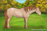 Horse Color:Buckskin Pearl Varnish 
