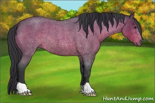 Horse Color:Brown Roan