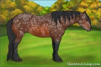 Horse Color:Bay Ice Sabino 