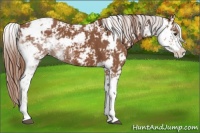 Horse Color:Chestnut Sabino