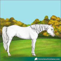 Horse Color:Red Roan Mushroom Appaloosa