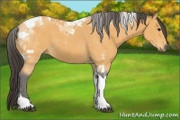 Horse Color:Buckskin Tobiano 