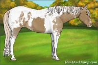 Horse Color:Chocolate Palomino Dun Tobiano Blanket 