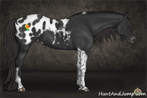 Horse Color:Liver Chestnut Tobiano Appaloosa 