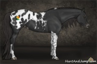 Horse Color:Liver Chestnut Tobiano Appaloosa 