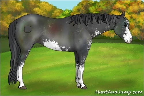 Horse Color:Black Sabino Rabicano 