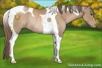 Horse Color:Black Pearl Tobiano Rabicano