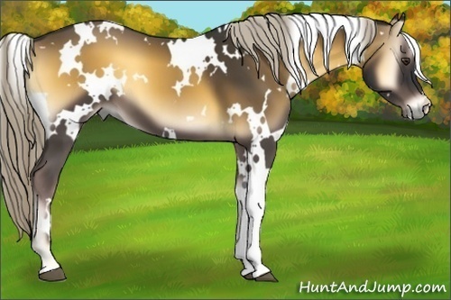 Horse Color:White Spotted Chocolate Palomino Onyx 