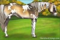 Horse Color:White Spotted Chocolate Palomino Onyx 