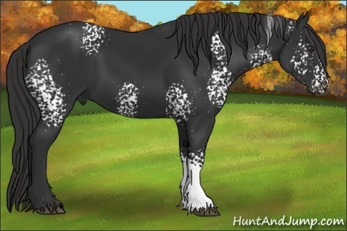Horse Color:White Spotted Liver Chestnut 