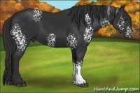 Horse Color:White Spotted Liver Chestnut 