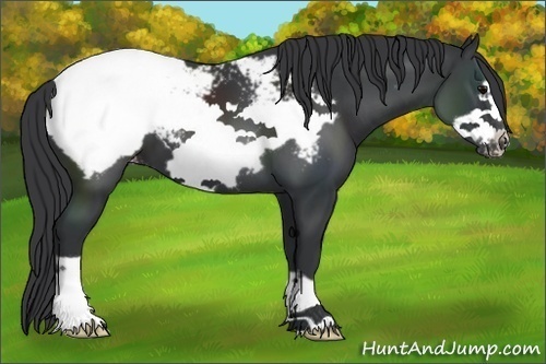Horse Color:Black Frame Appaloosa 