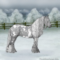 Horse Color:White Spotted Silver Grullo Chinchilla 