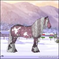 Horse Color:White Spotted Silver Grullo Chinchilla 