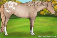 Horse Color:Liver Chestnut Pearl Blanket Rabicano