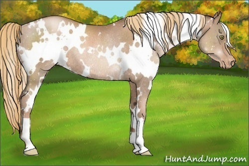 Horse Color:White Spotted Liver Chestnut Pearl Varnish Rabicano 