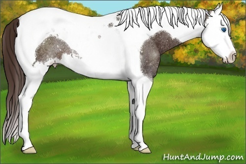 Horse Color:Liver Chestnut Sabino Splash Tobiano Rabicano 