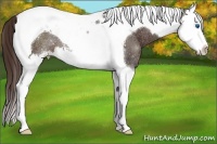 Horse Color:Liver Chestnut Sabino Splash Tobiano Rabicano