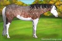 Horse Color:Brown Ice Splash Rabicano