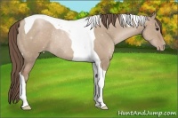 Horse Color:Grullo Pearl Tobiano Rabicano