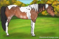 Horse Color:Bay Tobiano