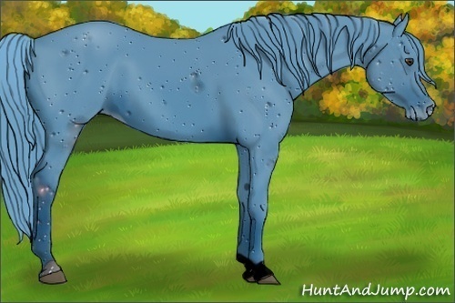 Horse Color:ERROR: UNKNOWN ANOMALY