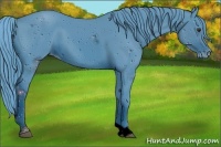 Horse Color:ERROR: UNKNOWN ANOMALY